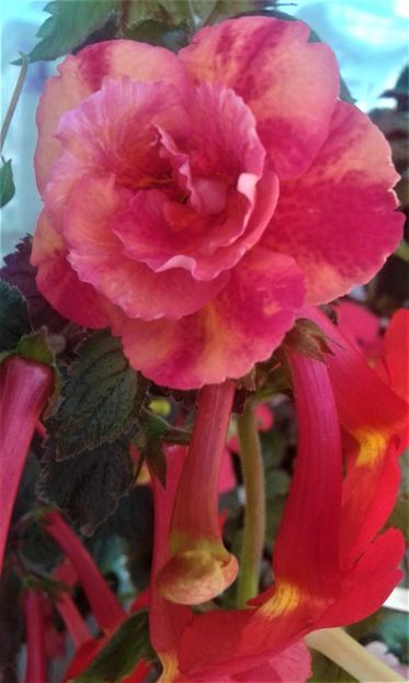  - 000018 ACHIMENES