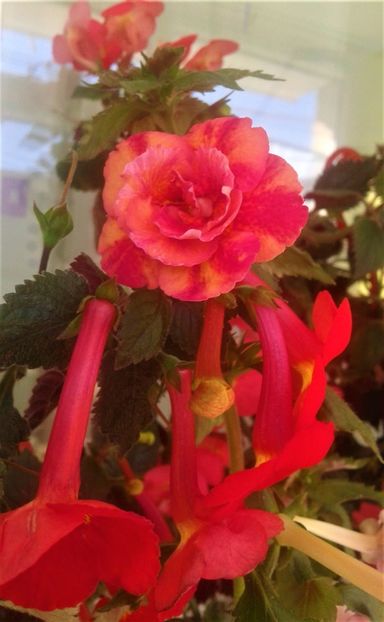  - 000018 ACHIMENES