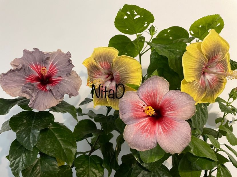  - 001 - Hibiscusi 2023