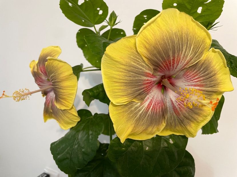  - 001 - Hibiscusi 2023