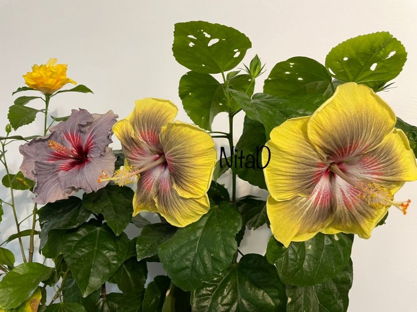  - 001 - Hibiscusi 2023