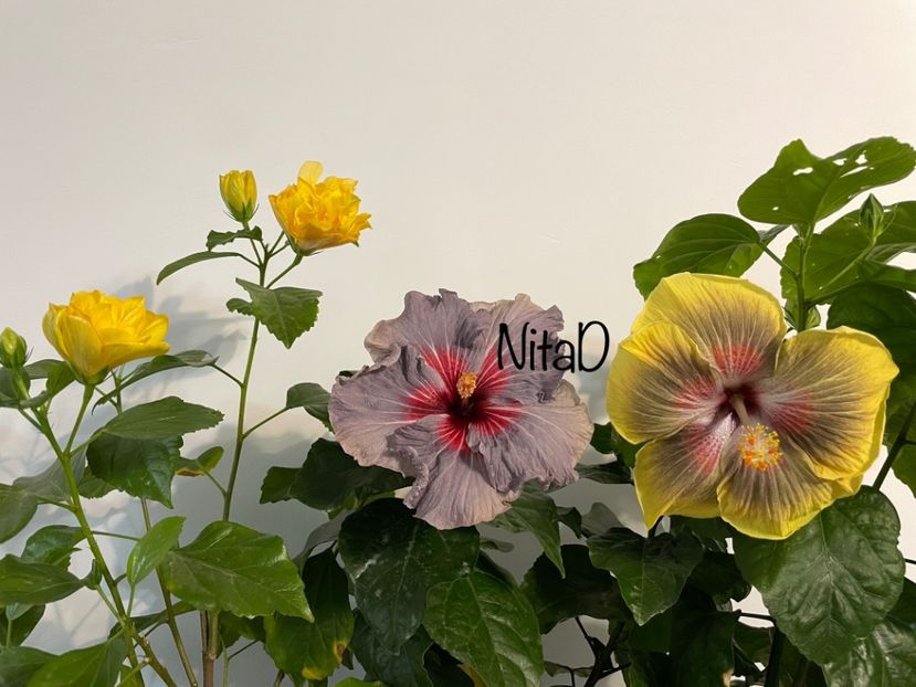  - 001 - Hibiscusi 2023