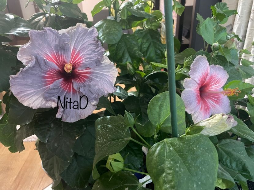  - 001 - Hibiscusi 2023