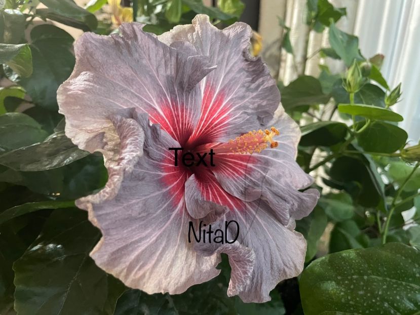  - 001 - Hibiscusi 2023