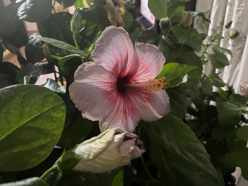  - 001 - Hibiscusi 2023