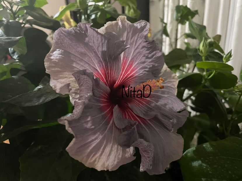  - 001 - Hibiscusi 2023