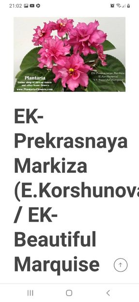 Poza net - EK-Prekrasnaya Markiza