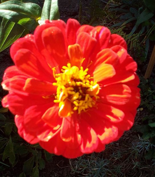  - Gradinuta mea 2023