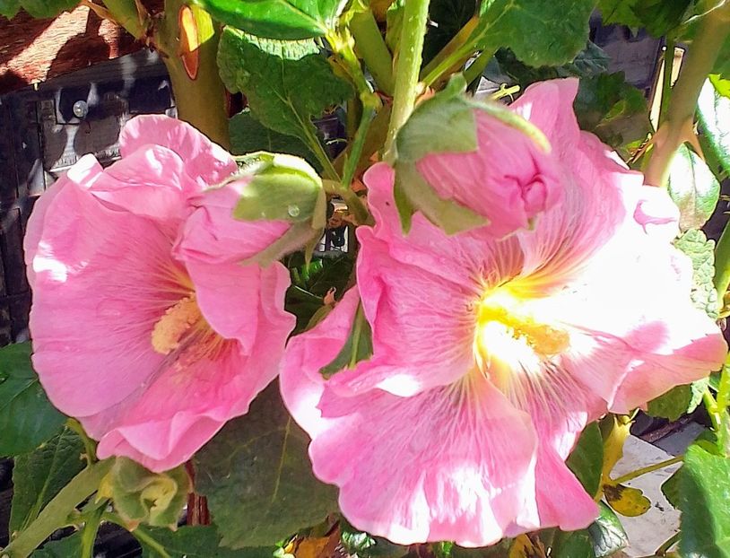  - Gradinuta mea 2023