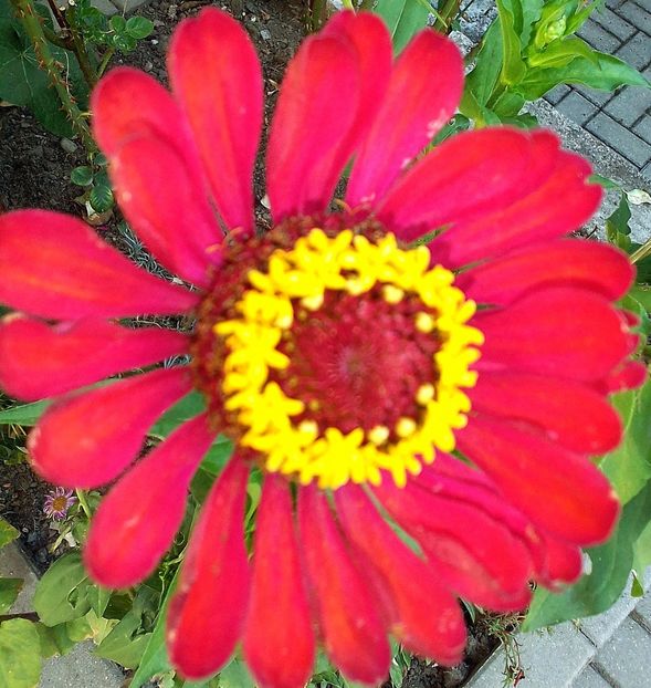  - Gradinuta mea 2023