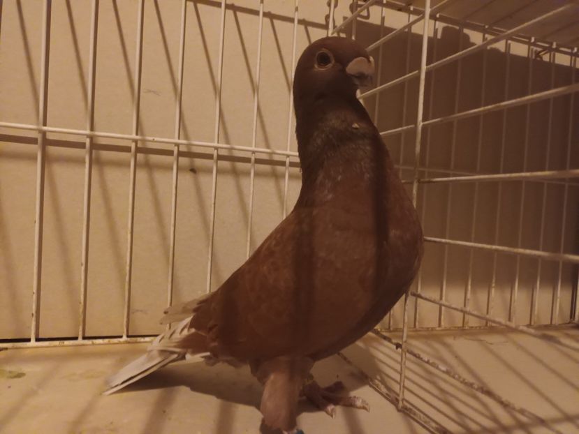  - M _ Antwerpen 2024