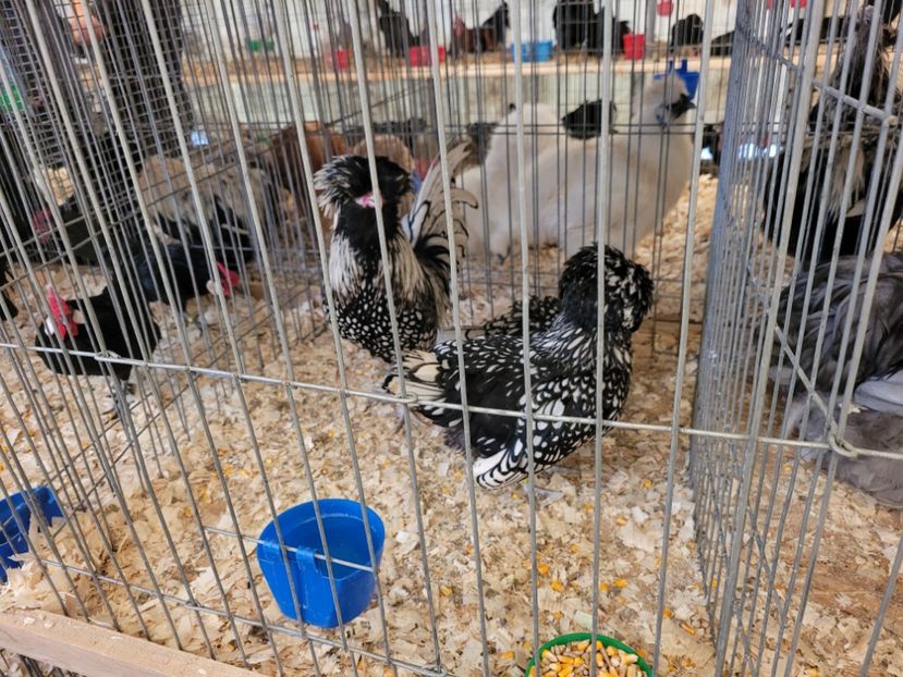  - 0- INDAGRA 2023 oct 27