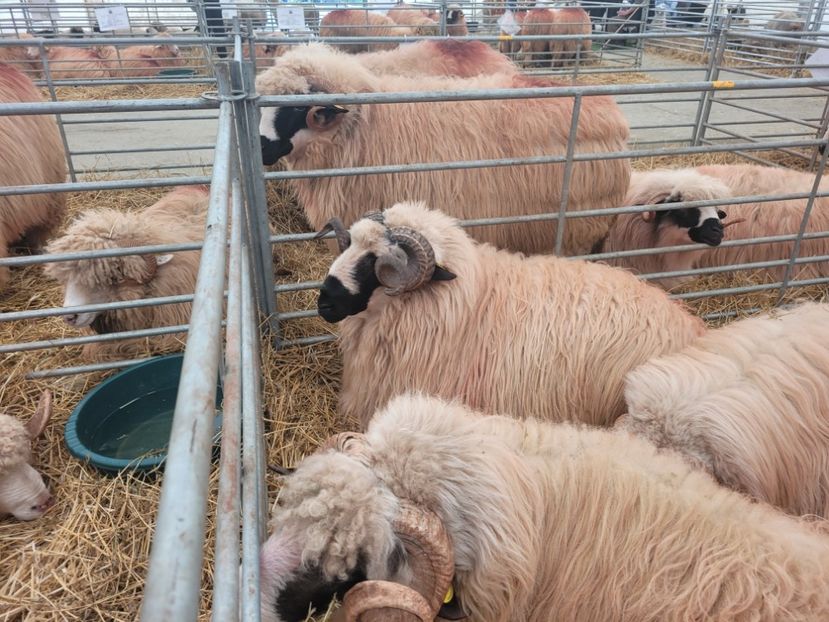  - 0- INDAGRA 2023 oct 27