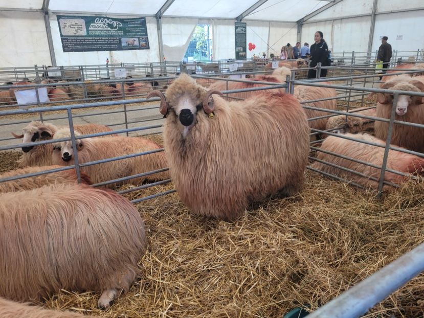  - 0- INDAGRA 2023 oct 27