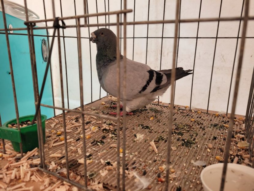  - 0- INDAGRA 2023 oct 27