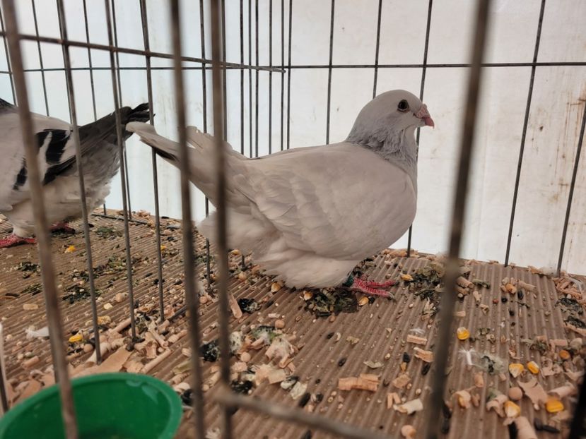  - 0- INDAGRA 2023 oct 27