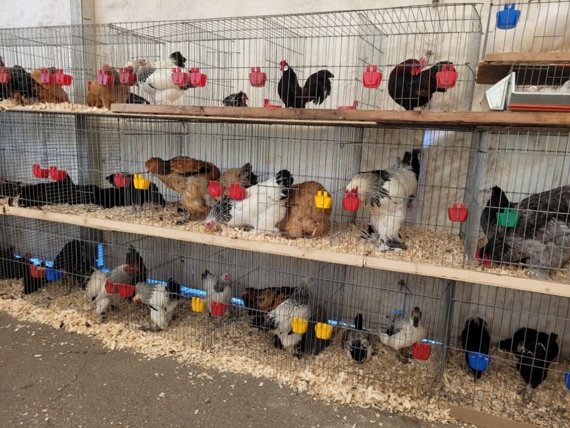  - 0- INDAGRA 2023 oct 27