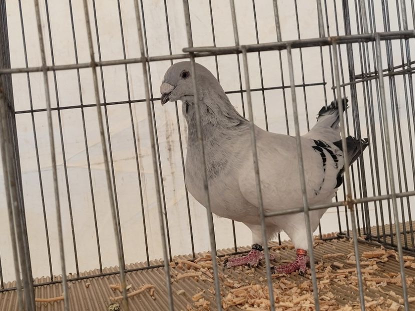  - 0- INDAGRA 2023 oct 27