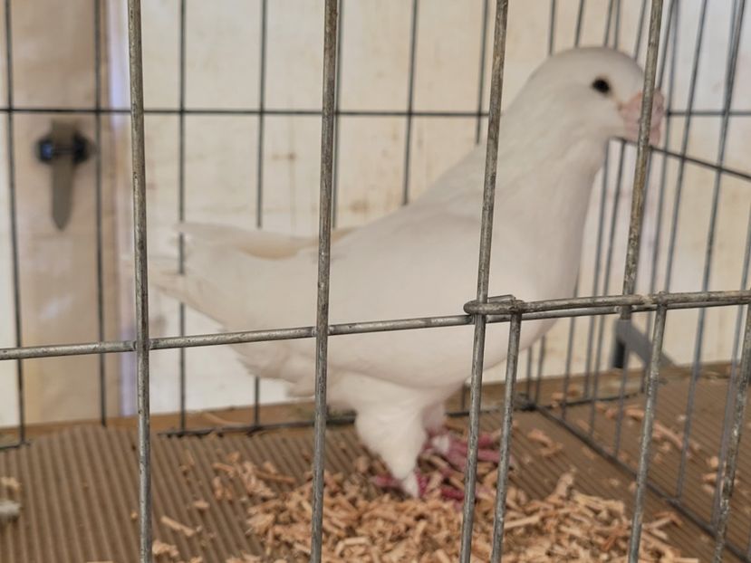  - 0- INDAGRA 2023 oct 27