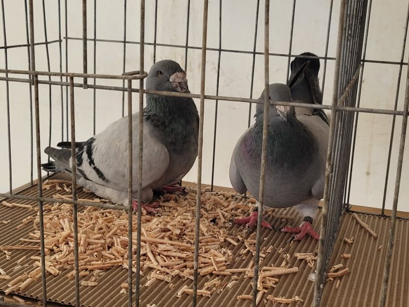  - 0- INDAGRA 2023 oct 27