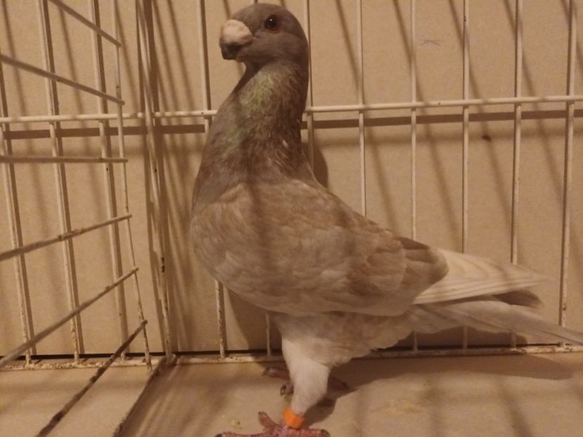  - M _ Antwerpen 2024