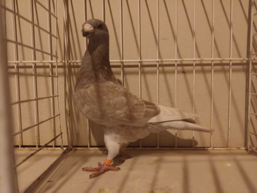  - M _ Antwerpen 2024