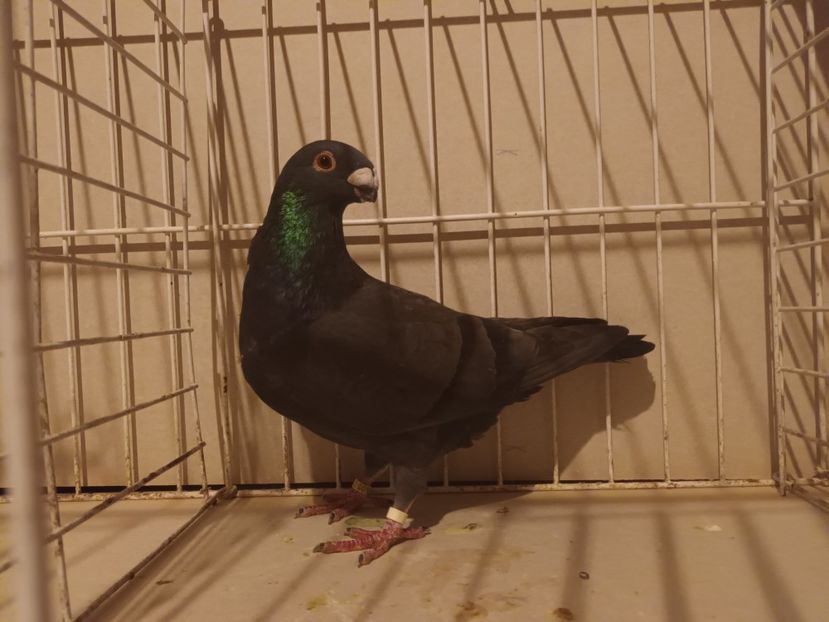  - M _ Antwerpen 2024