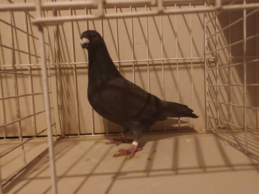  - M _ Antwerpen 2024