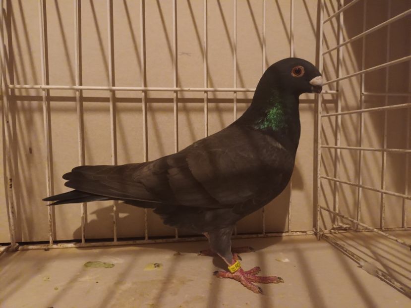  - M _ Antwerpen 2024