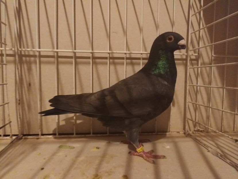  - M _ Antwerpen 2024