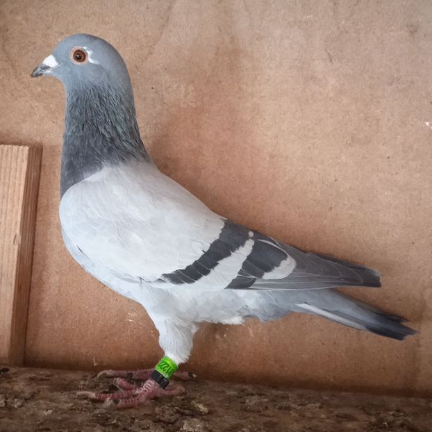 Mascul 23-222....-10 lei - Porumbei vanduti