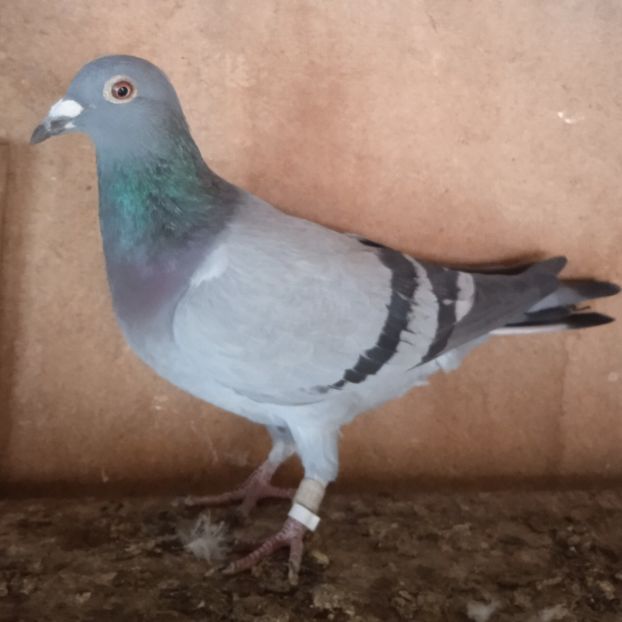 Femela 20-683....-rezervat Dobra - Porumbei vanduti