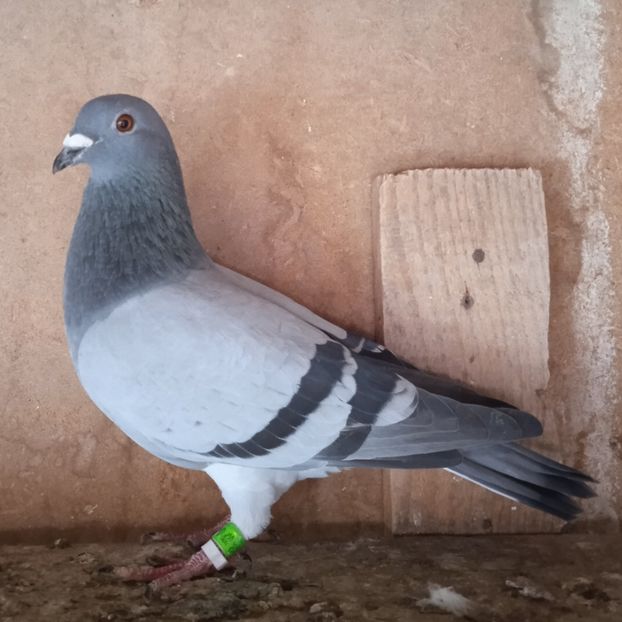 Mascul 23-772....-10 lei - Porumbei vanduti