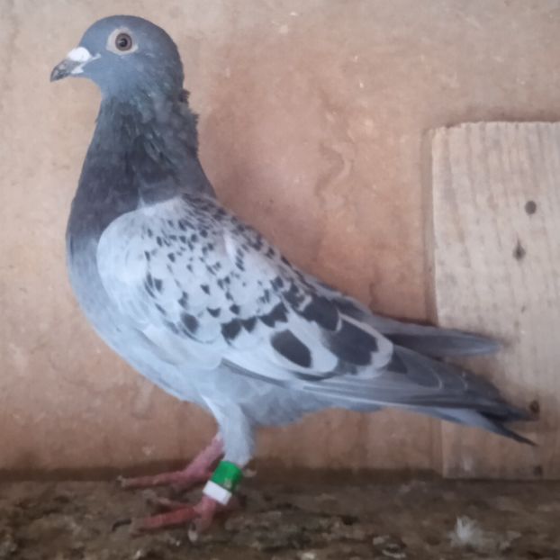 Femela 23-740....-rezervat Dobra - Porumbei vanduti