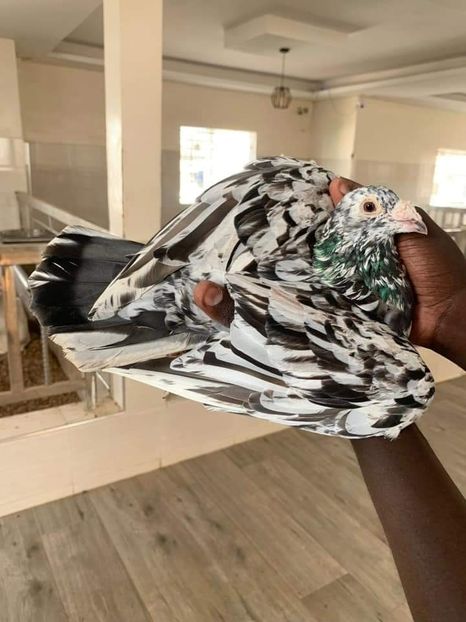  - Nu îmi aparțin 6