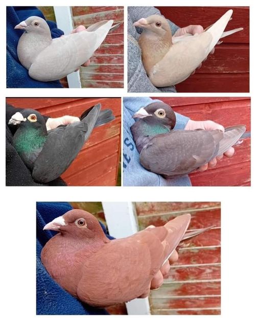  - Nu îmi aparțin 6