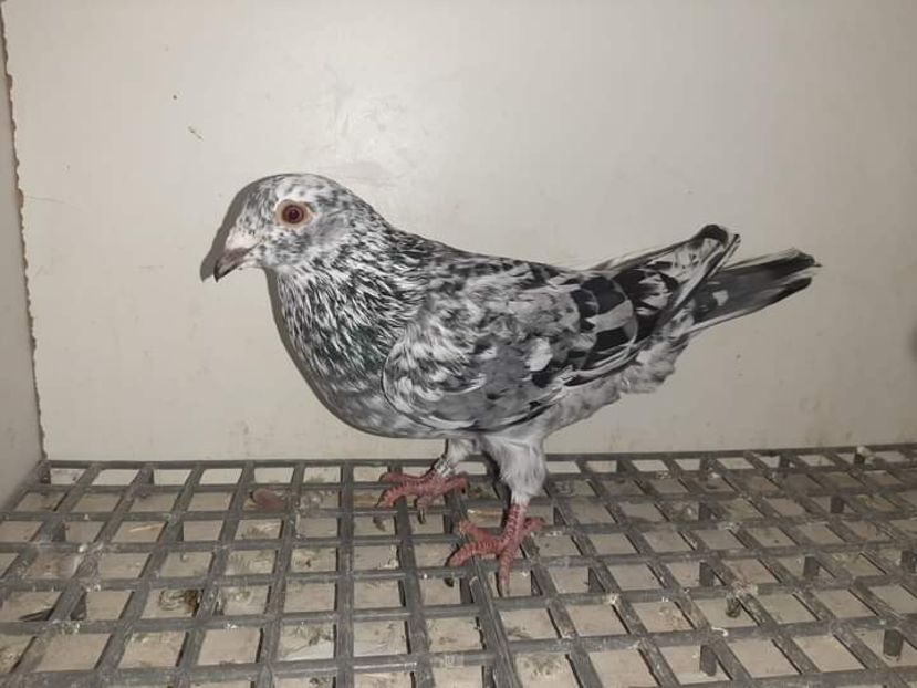  - Nu îmi aparțin 6