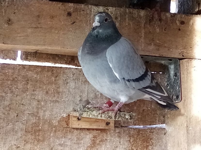 Femelă-2023 - perechea 4