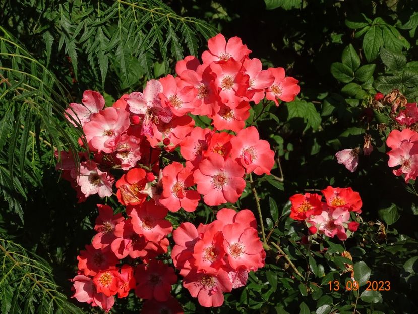  - Trandafiri 2023 3