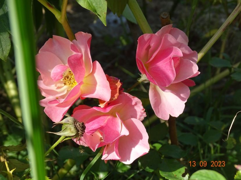  - Trandafiri 2023 3