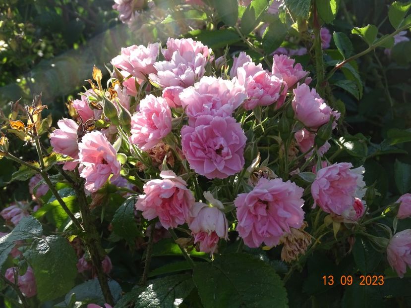  - Trandafiri 2023 3