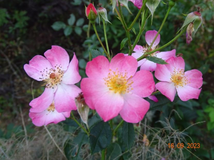  - Trandafiri 2023 3