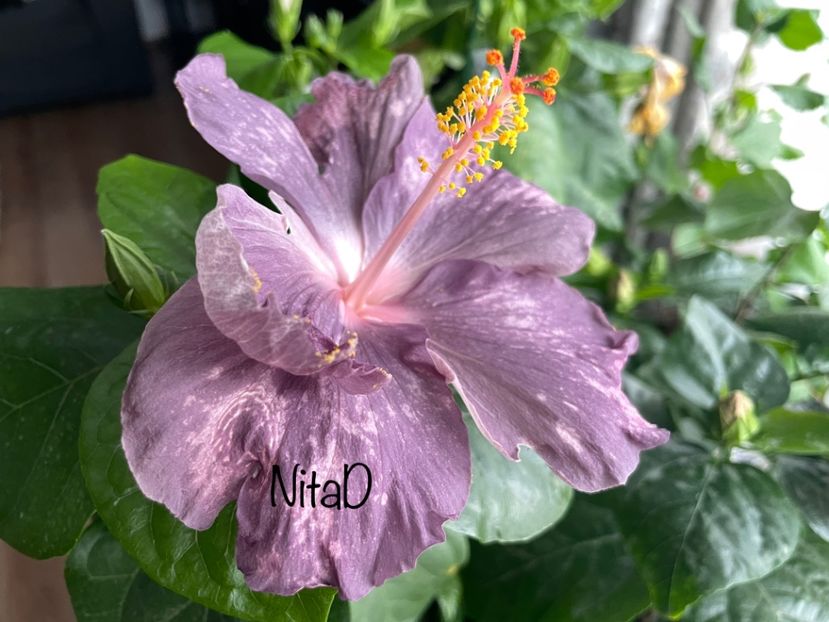  - DPs Purple Drops