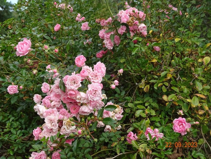  - Trandafiri 2023 3