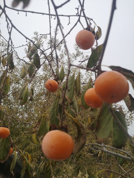 Rosseyanka - arbori fructiferi 2023