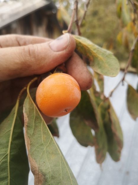  - arbori fructiferi 2023