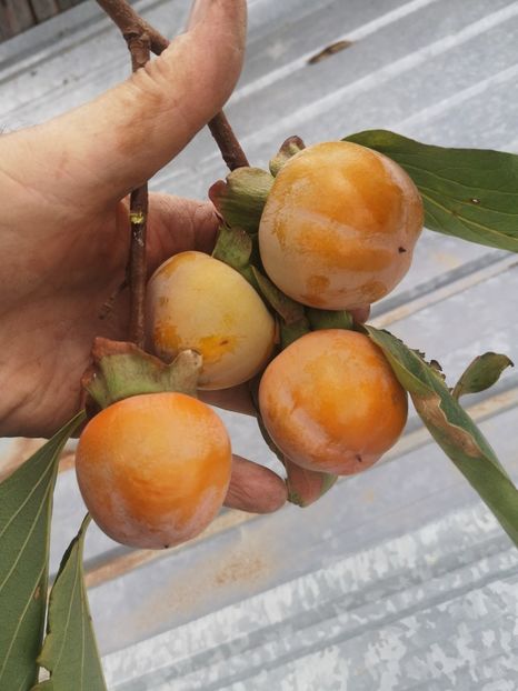 Costata - arbori fructiferi 2023