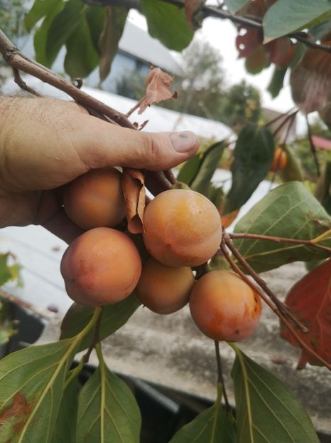  - arbori fructiferi 2023