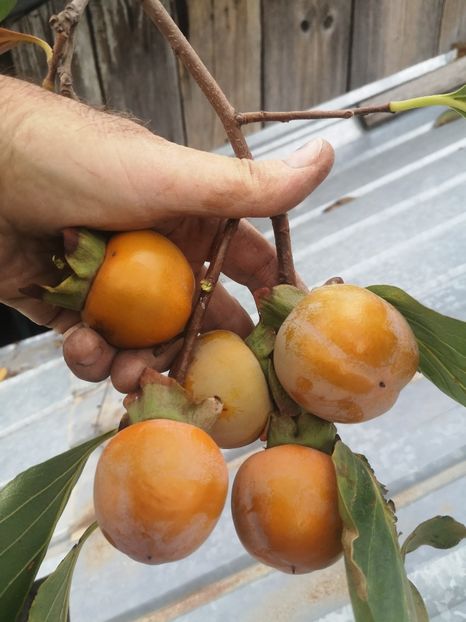 Kaki Costata - arbori fructiferi 2023