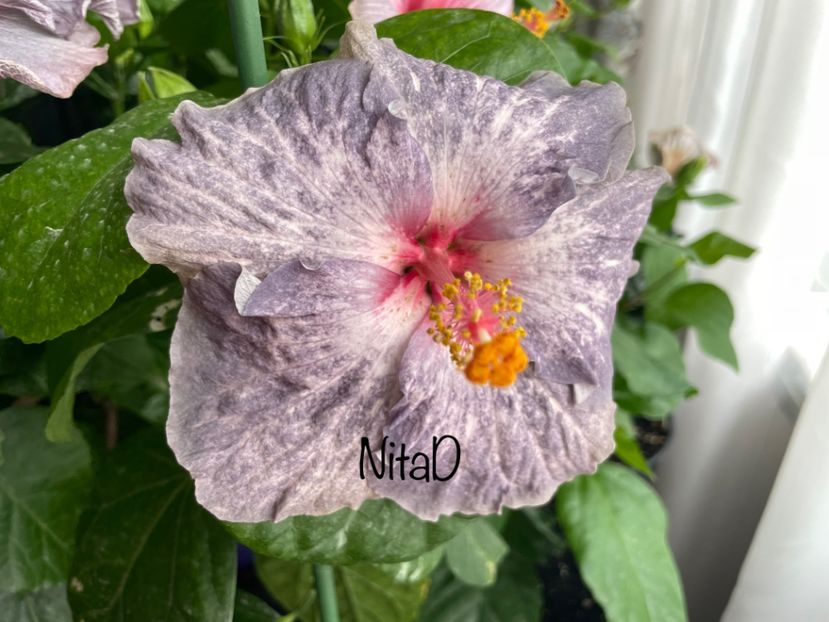  - 001 - Hibiscusi 2023